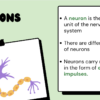 The Peripheral Nervous System - Image 4
